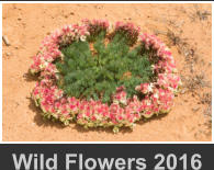 Wild Flowers 2016